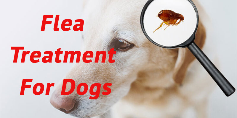 Flea Treatment for Dogs