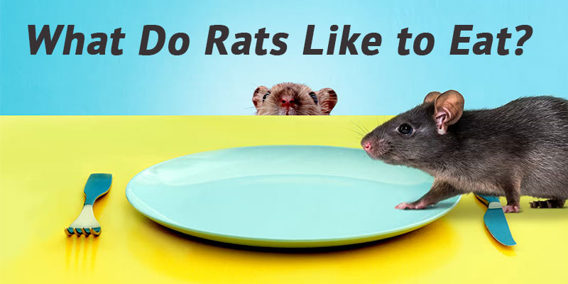 what-do-rats-like-to-eat