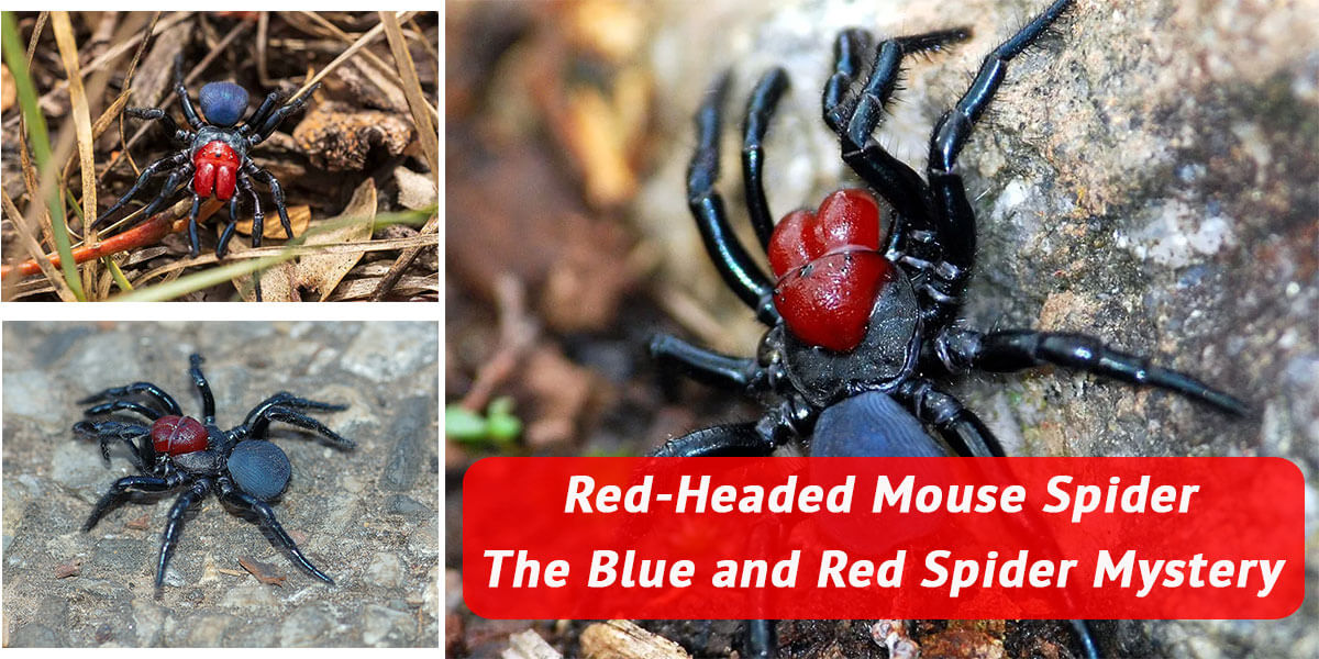 Red-Headed-Mouse-Spider-The-Blue-and-Red-Spider-Mystery