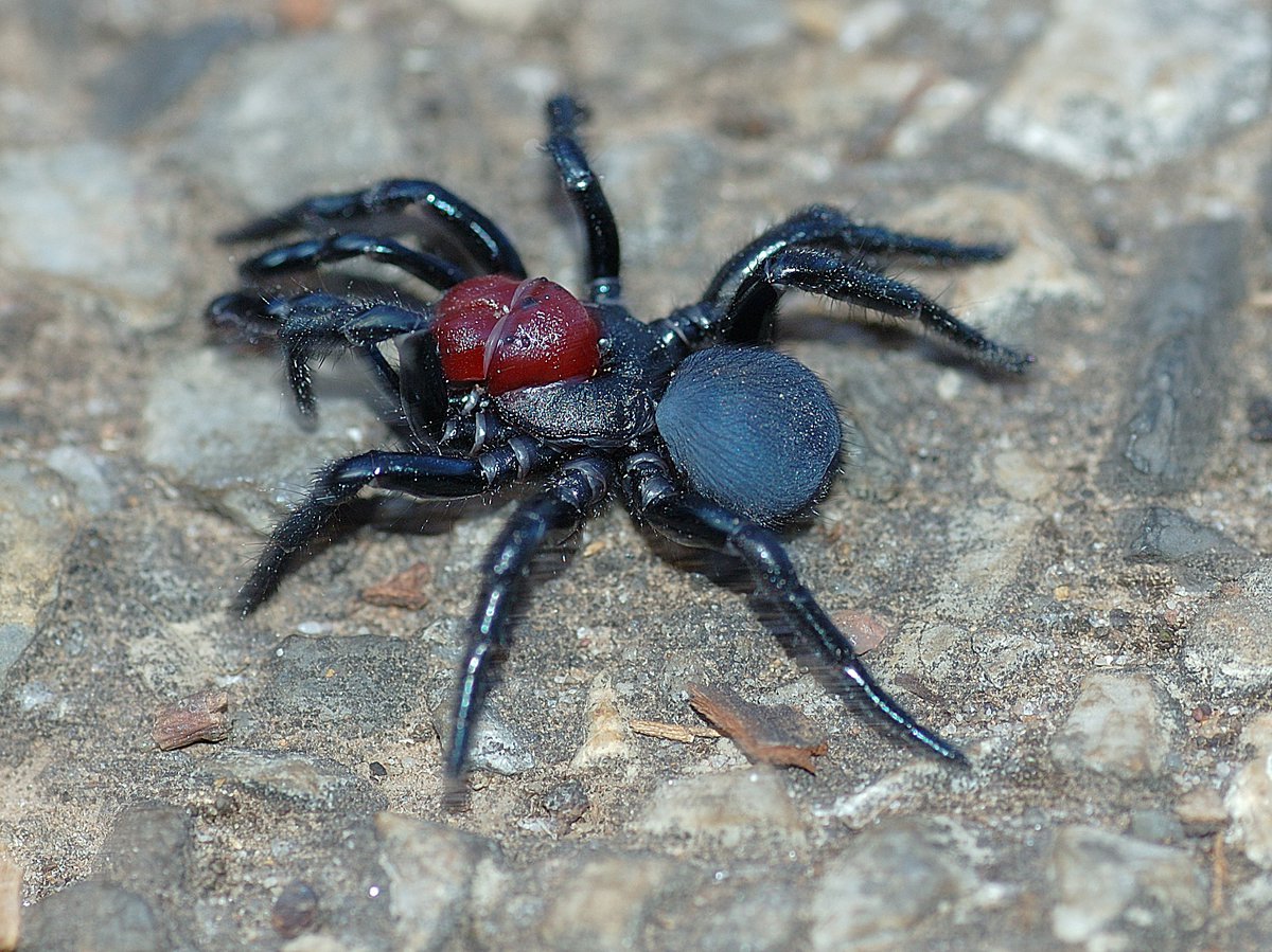 The Red-headed Mouse Spider - blue and red spider