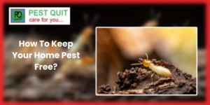 pest free home