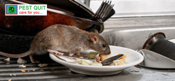 Rat Repellent: How To Get Rid Of Rats Permanently