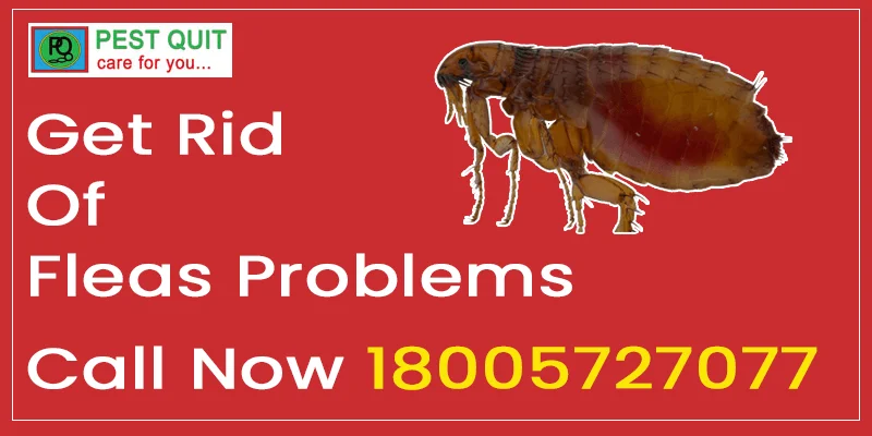 PEST QUIT fleas-control-1