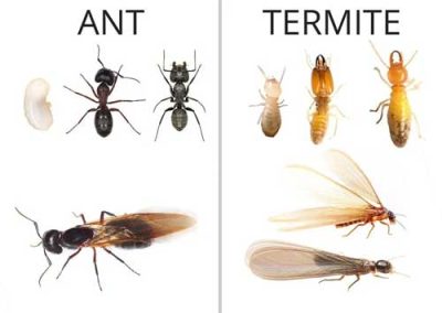 Ants-vs-Termites