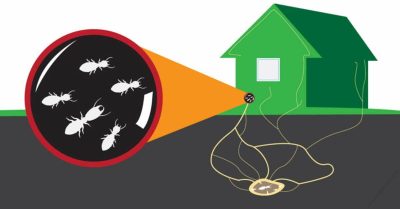 How-Much-Does-Termite-Treatment-Cost