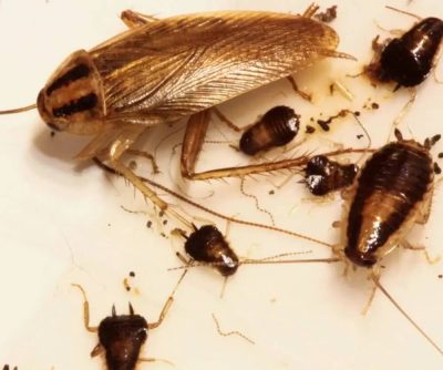 How to Get Rid of German Roaches in an Apartment