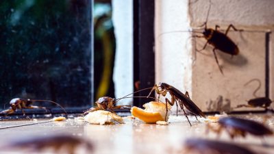 How to Get Rid of Roaches Overnight