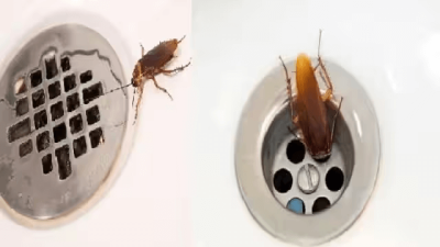 cockroaches-in-sink-and-bathroom