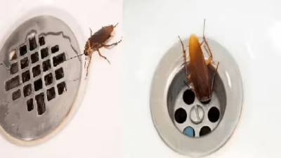 cockroaches-in-sink-and-bathroom.png