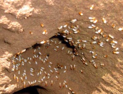 garden-termites