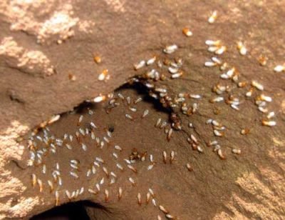 garden-termites.jpg
