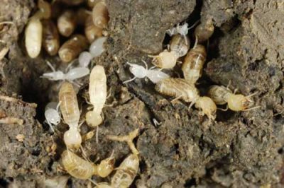 how-to-get-rid-of-termites-in-garden-soil