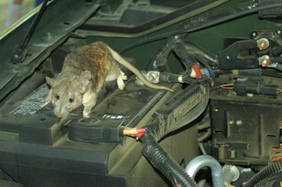 mice-in-your-motor