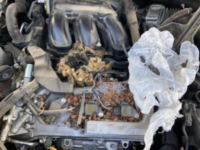 rat-infestation-in-engine