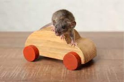 rodent car insurance and warranties
