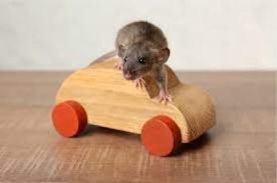 rodent-car-insurance-and-warranties.jpg