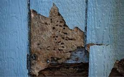 termite damaged wood structures