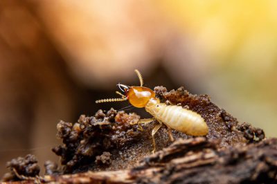 termite-pest-control-