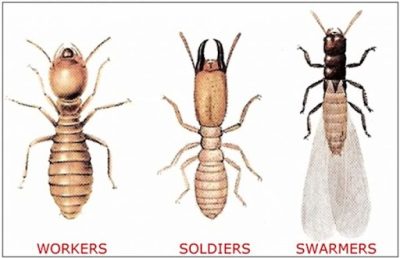 termite-workers-soldiers-swamers