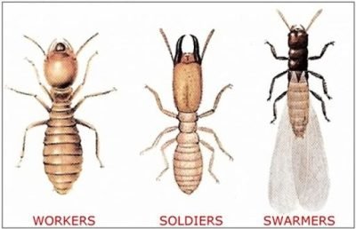 termite-workers-soldiers-swammers.jpg